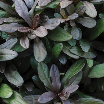 Bugleweed