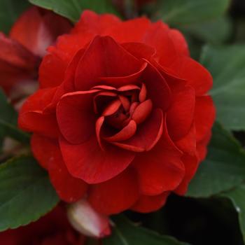 Impatiens, Double Impatiens, Double