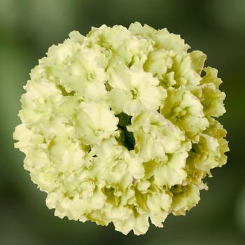 Lanai&reg; Green Apple