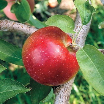 'Liberty' Apple 'Liberty' Apple