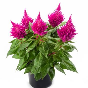 Kelos&reg; Fire Pink