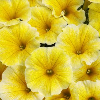 Supertunia® 'Saffron Finch' Supertunia® 'Saffron Finch'