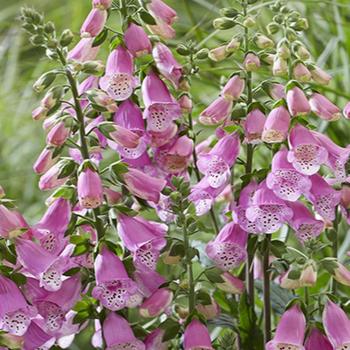 Foxglove