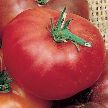 Tomato Tomato