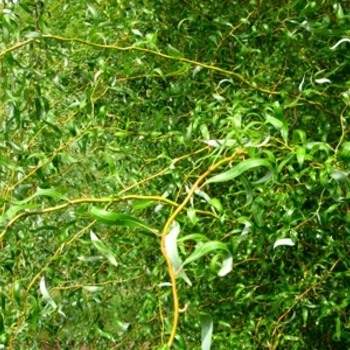 'Golden Curls' Corkscrew Willow