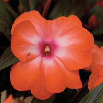 Super Sonic&reg; 'Orange Ice'