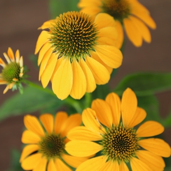 Coneflower Coneflower