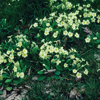 Primrose Primrose