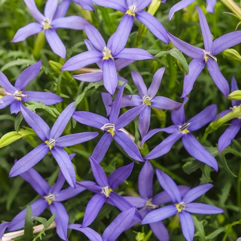 Beth's Blue® Star Flower Beth's Blue® Star Flower