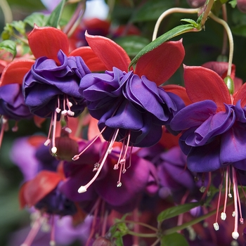 Fuchsia, Upright Fuchsia, Upright