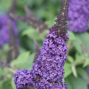 'Pugster Blue®' Butterfly Bush