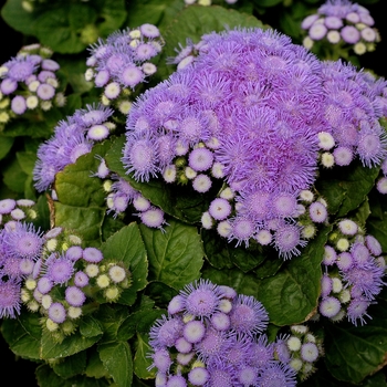 'Aloha Blue' Floss Flower