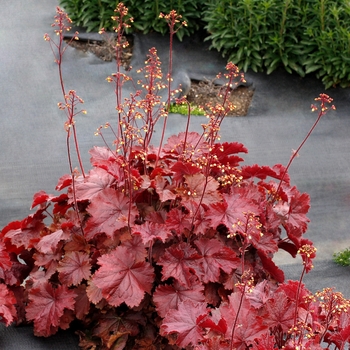 Coral Bells Coral Bells