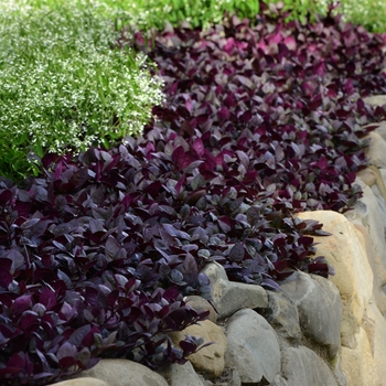 Purple Prince Purple Prince