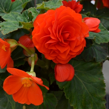 Begonia, Nonstop® Begonia, Nonstop®