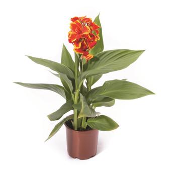 Cannova® Red Golden Flame Cannova® Red Golden Flame