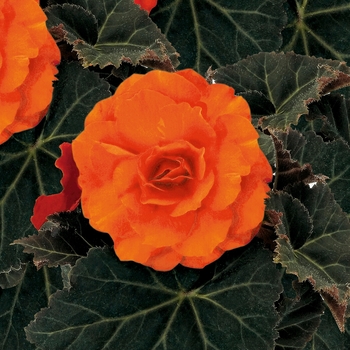 Nonstop® Mocca Deep Orange