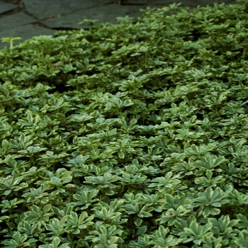 Japanese Spurge