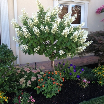 Limelight Hydrangea