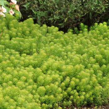 Stonecrop