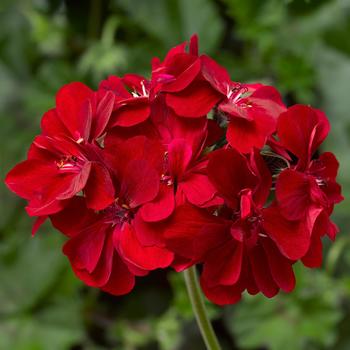 Geranium, Ivy