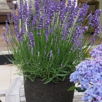 Lavender Lavender