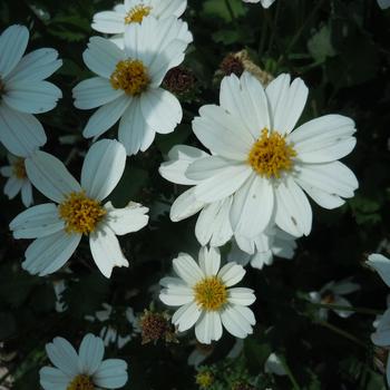 White Delight&trade;