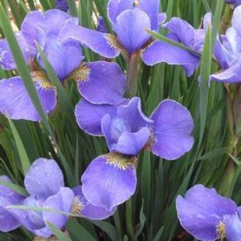 Siberian Iris Siberian Iris