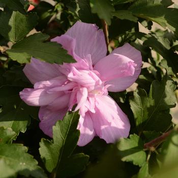 'Ardens' Rose of Sharon