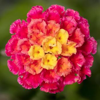 Lantana Lantana