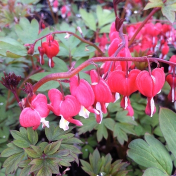 Bleeding Heart
