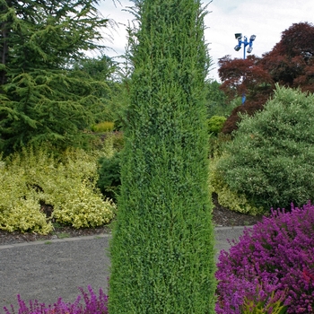 'Compressa' Juniper