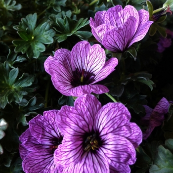 Cransebill Cransebill