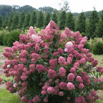 Hydrangea Hydrangea