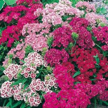 Border Carnation Border Carnation