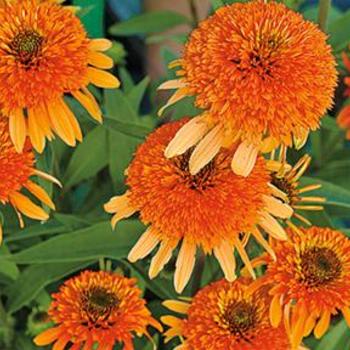 Coneflower