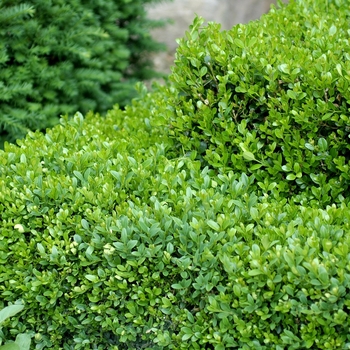 'Green Gem'