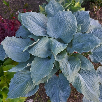 Hosta