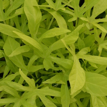 Spotlight&trade; Lime