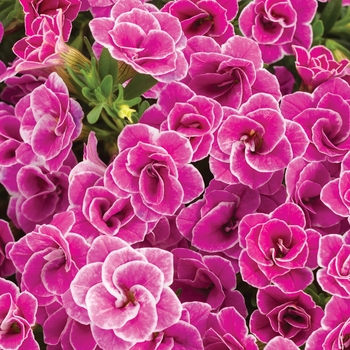 Superbells® Calibrachoa Superbells® Calibrachoa