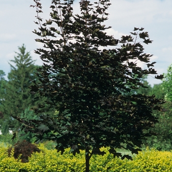 'Crimson King' Norway Maple