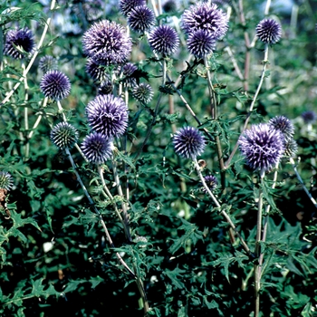 Globe Thistle