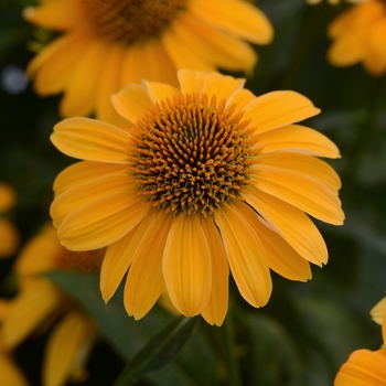 Coneflower