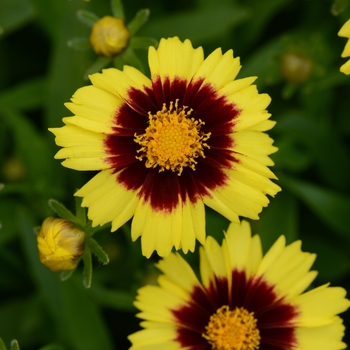Tickseed