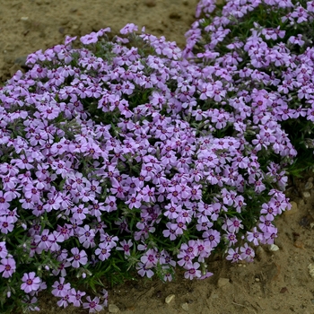 Creeping Phlox