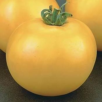 Tomato Tomato