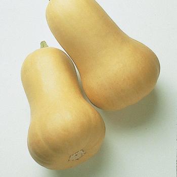 Squash Squash