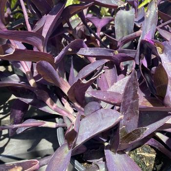 Tradescantia