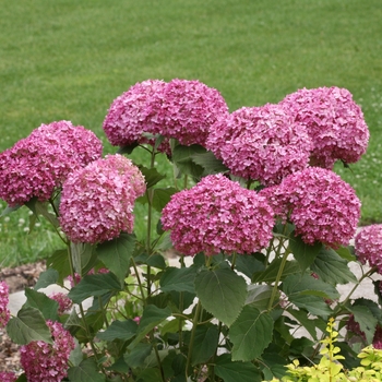 'Invincibelle Mini Mauvette®' Smooth Hydrangea 'Invincibelle Mini Mauvette®' Smooth Hydrangea
