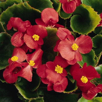 Prelude Scarlet